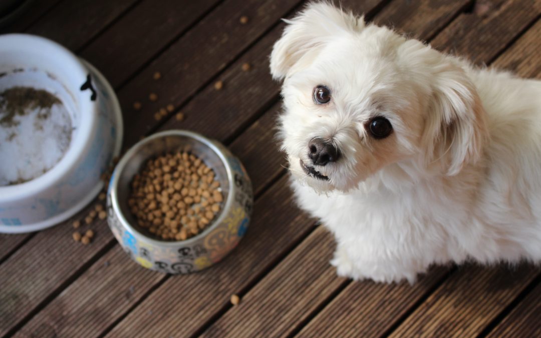 Choosing the Right Diet for Your Pet: A Guide to Healthy Foods