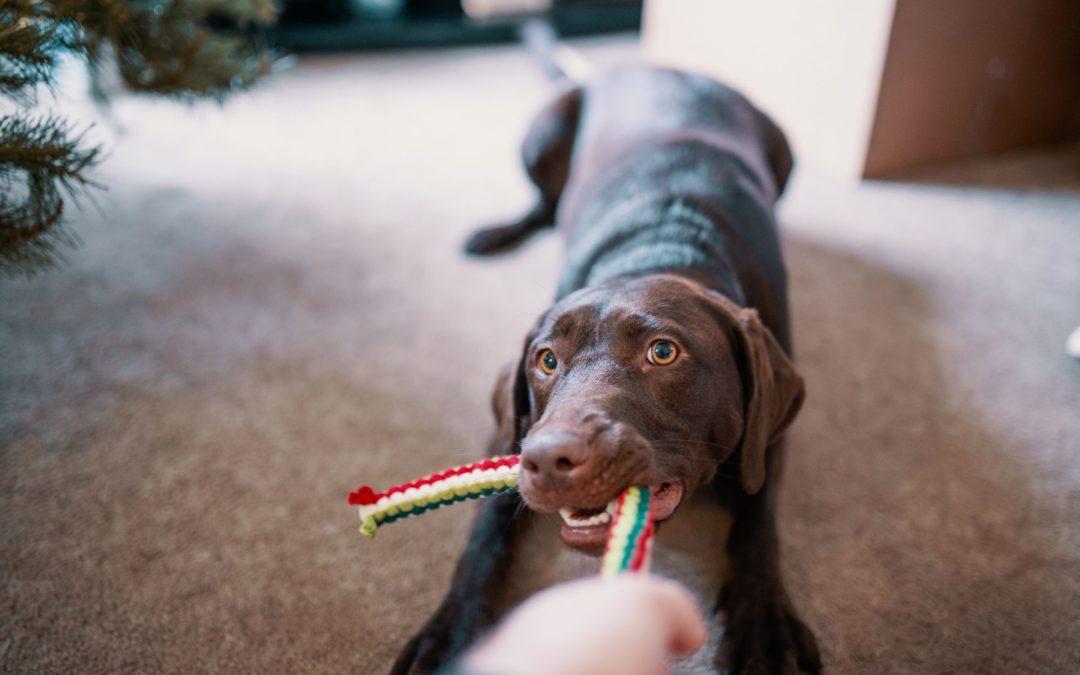 Enhancing Pet Behavior: The Role of Interactive Toys and Training Aids