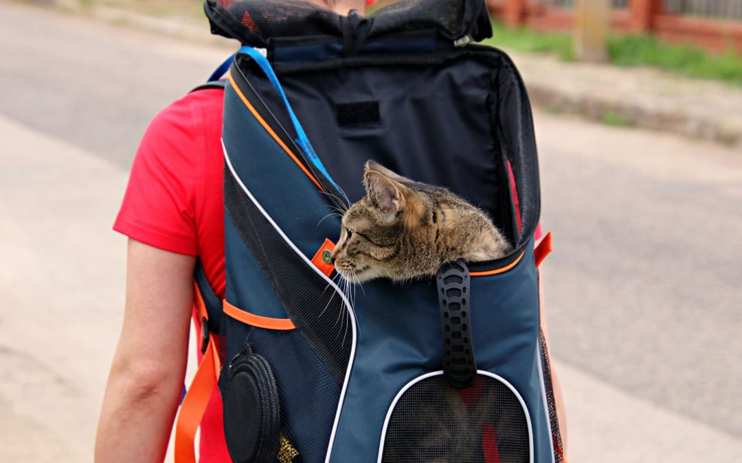 Journeying with Your Furry Friends: Essential Supplies and Travel Tips