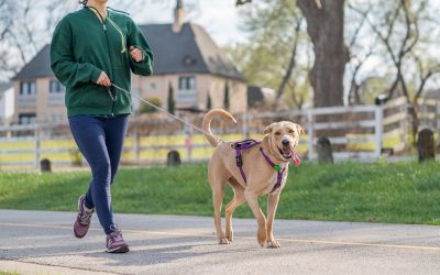 Must-Have Accessories for New Pet Owners: A Starter Guide